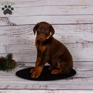 Jessica, Doberman Pinscher Puppy